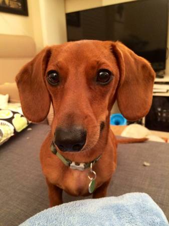 Lost Dog - \